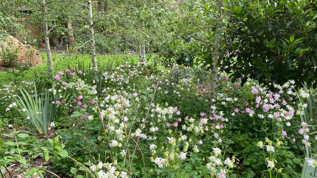Granny's Bonnet - Aquilegia in Birch Forest Pink and white