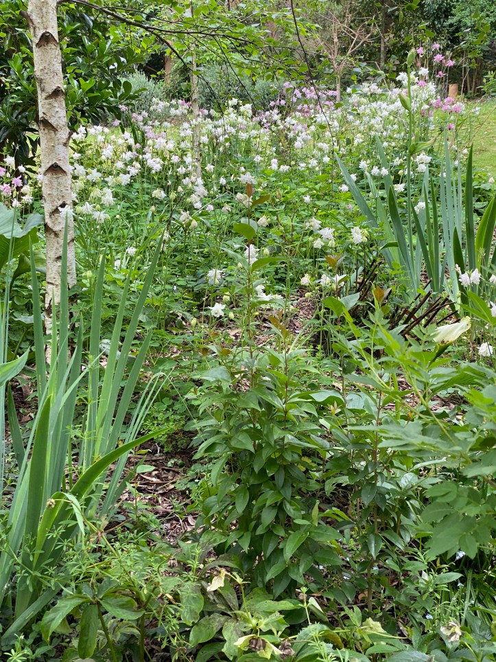 Granny's Bonnet - Aquilegia Pink and white in Birch Forest