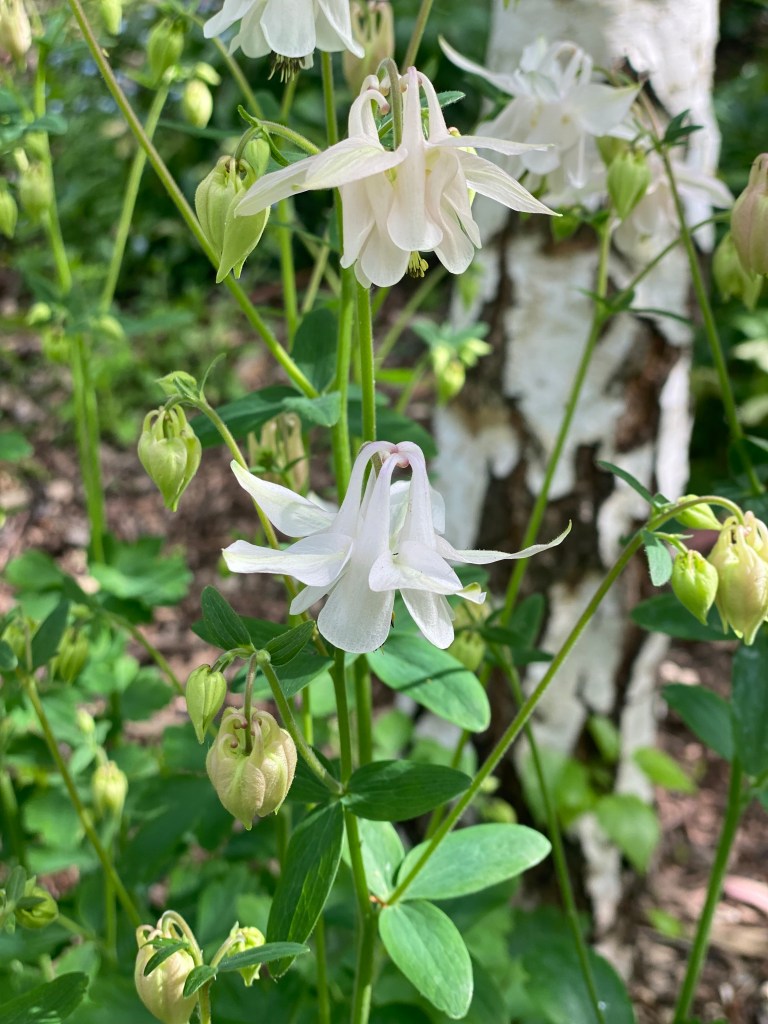Granny's Bonnet - Aquilegia in Birch Forest up close