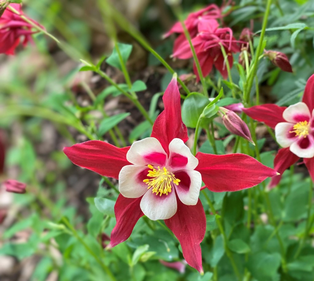 Granny's Bonnet - Aquilegia Burgundy and yellow