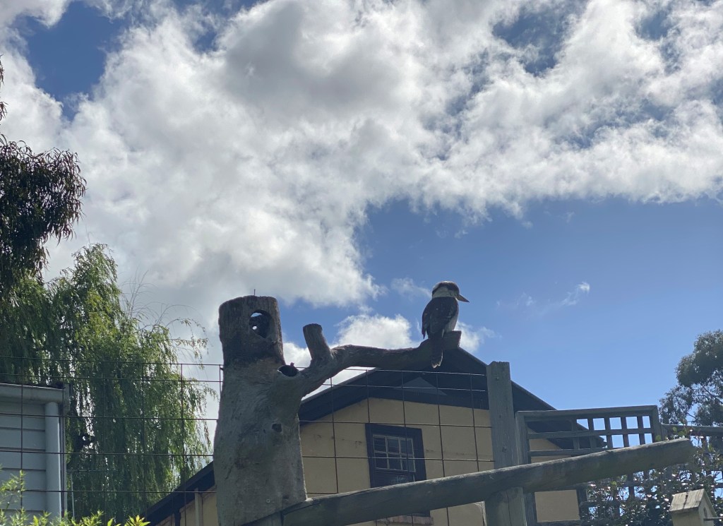 Kookaburra on the Post