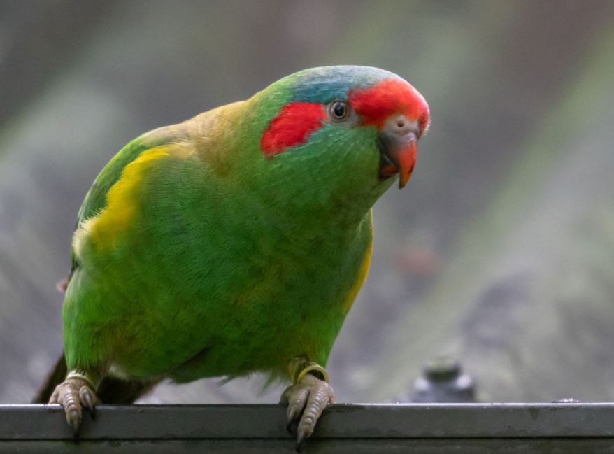 Musk Lorikeet – the&nbsp;Bandits!