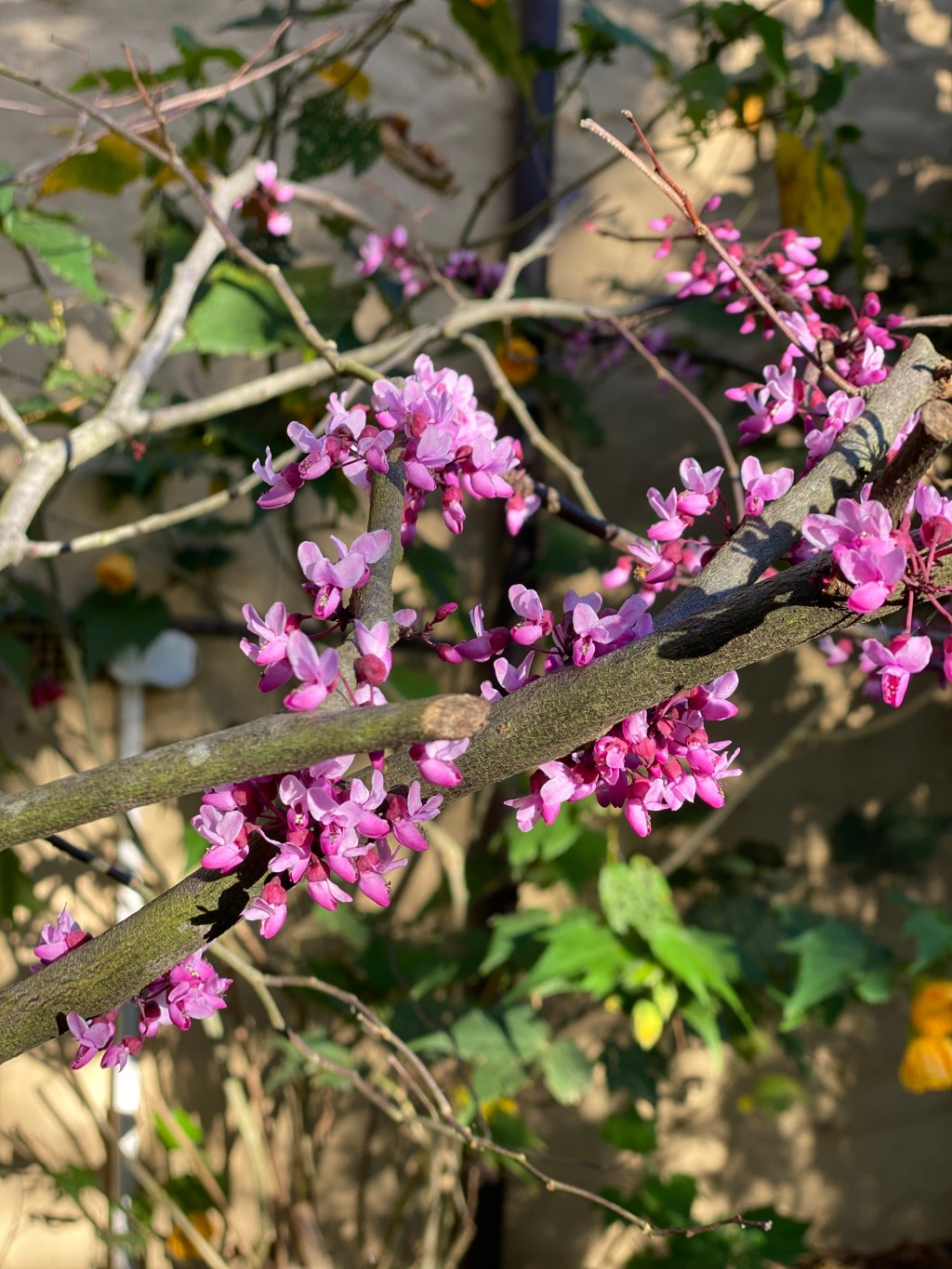 Forest Pansy ( Cercis canadensis)-&nbsp;sublime!