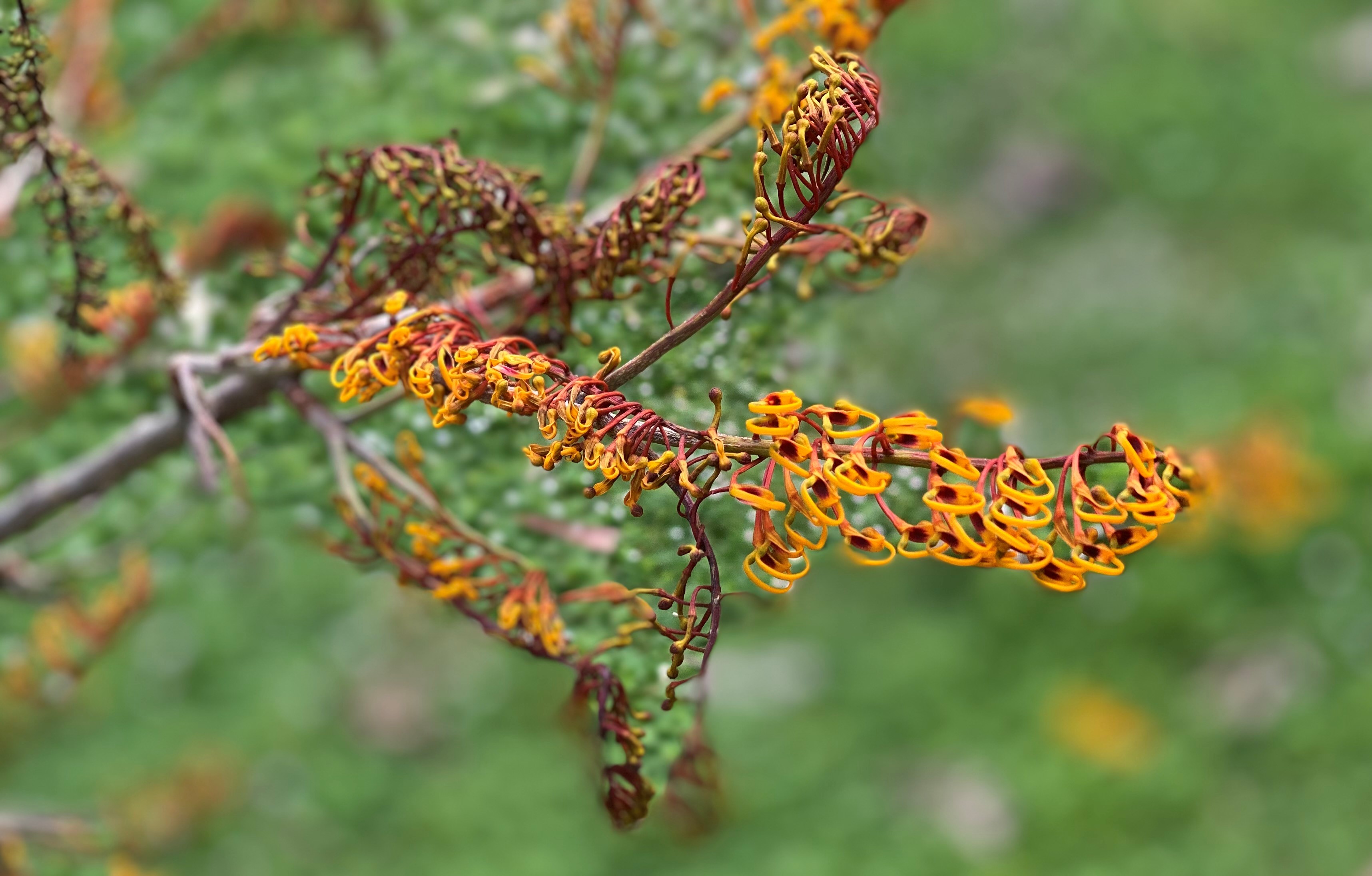 Grevillia robusta "silky-oak"