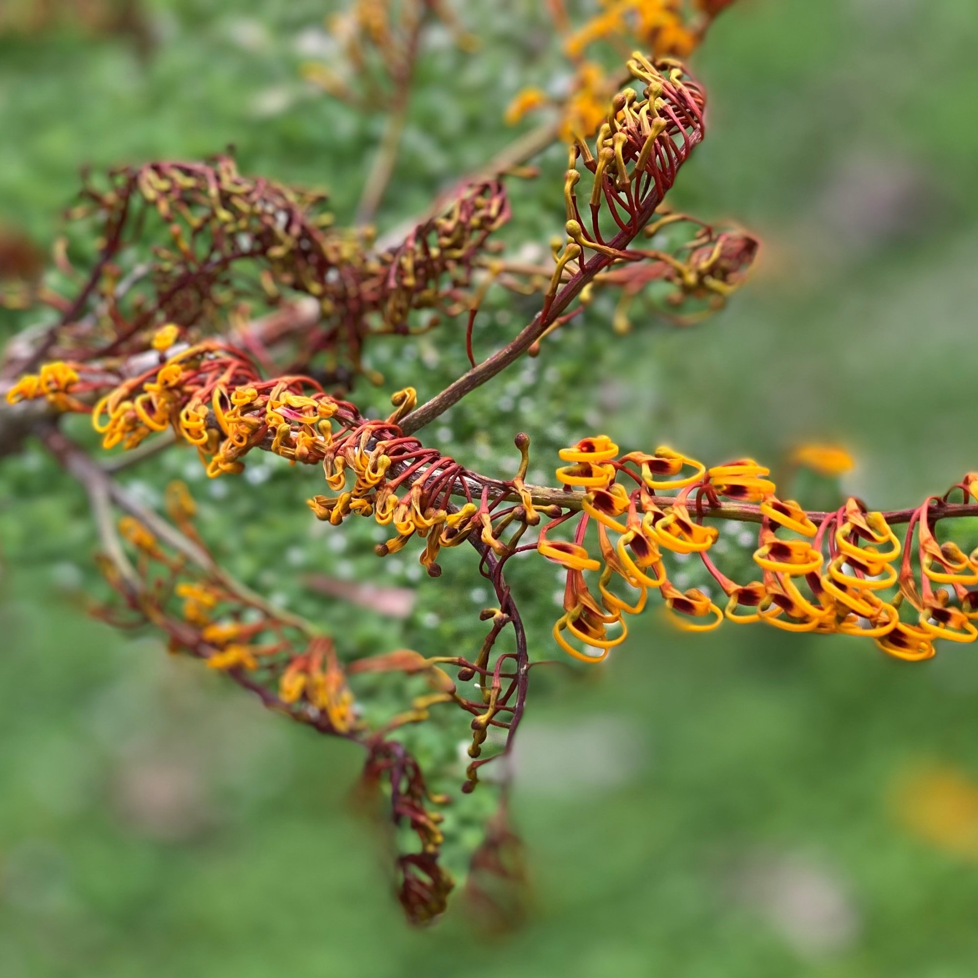Grevillia robusta "silky-oak"