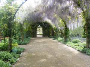 Alowyn Gardens - Wisteria
