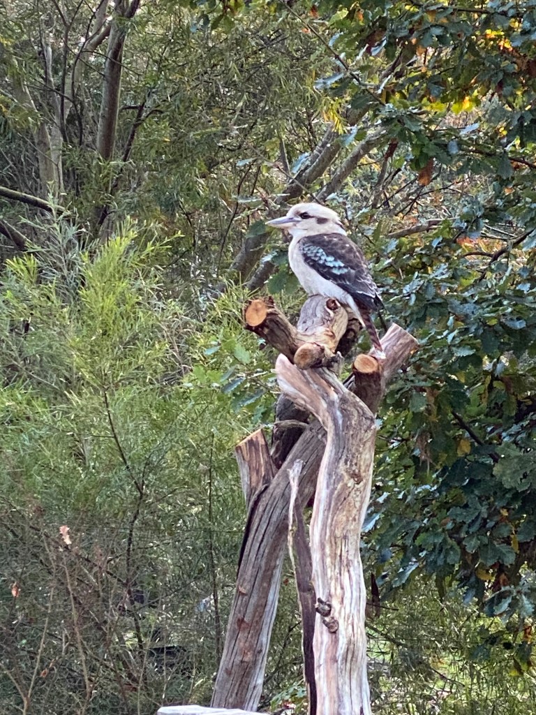 Kookaburra on the prowl