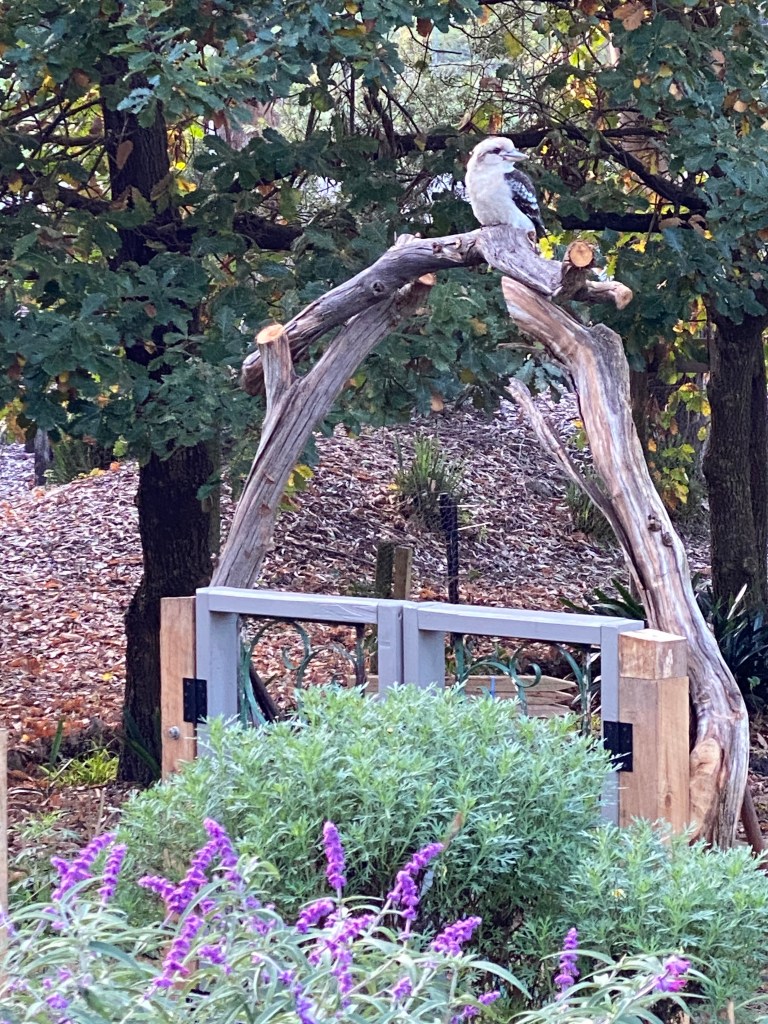 Kookaburra on the lookout