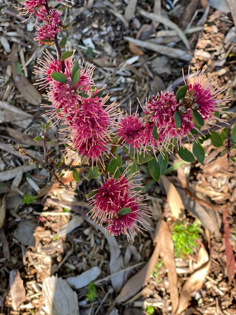 Hakea - Burrendong Beauty