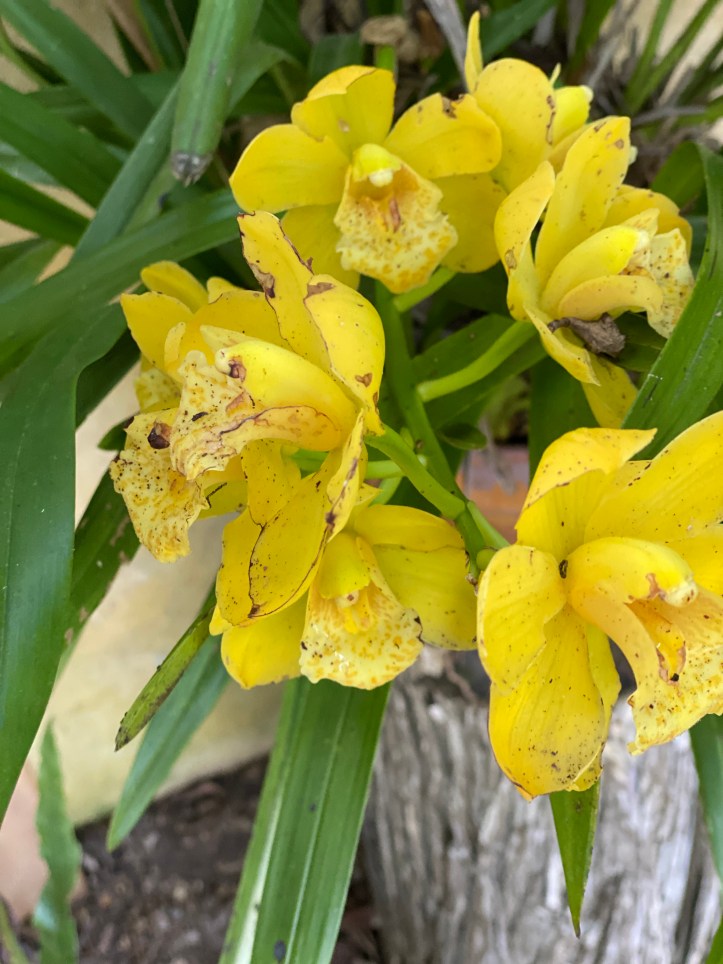 Cymbidium Orchid