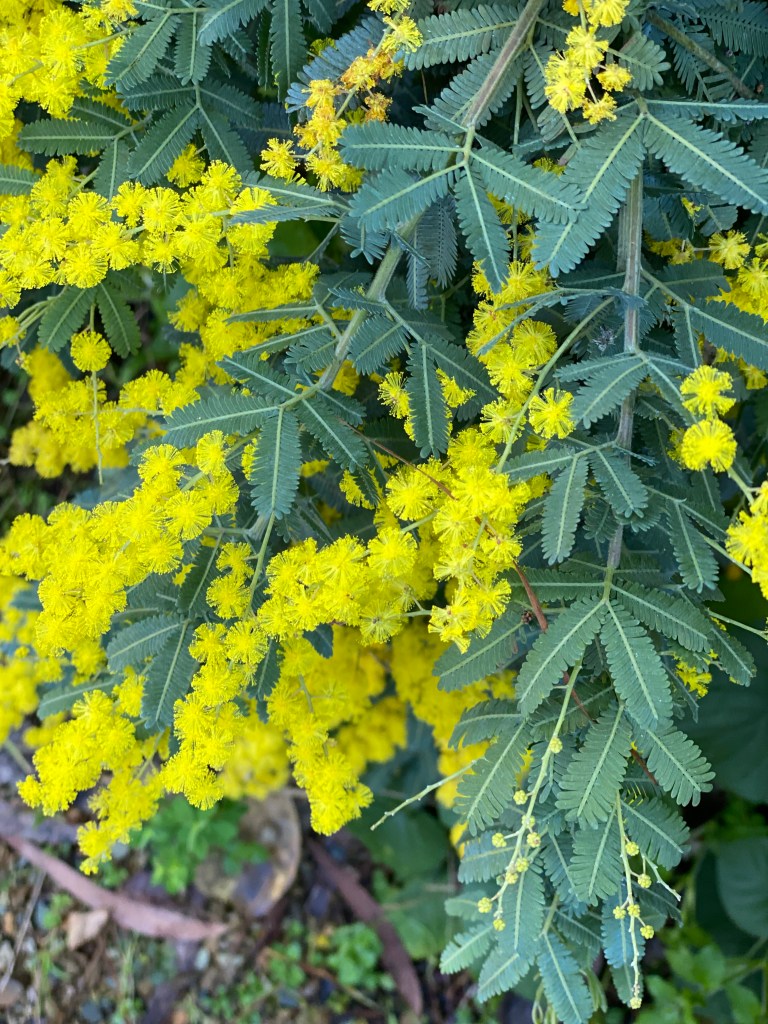 Kootamundra Wattle - postrate