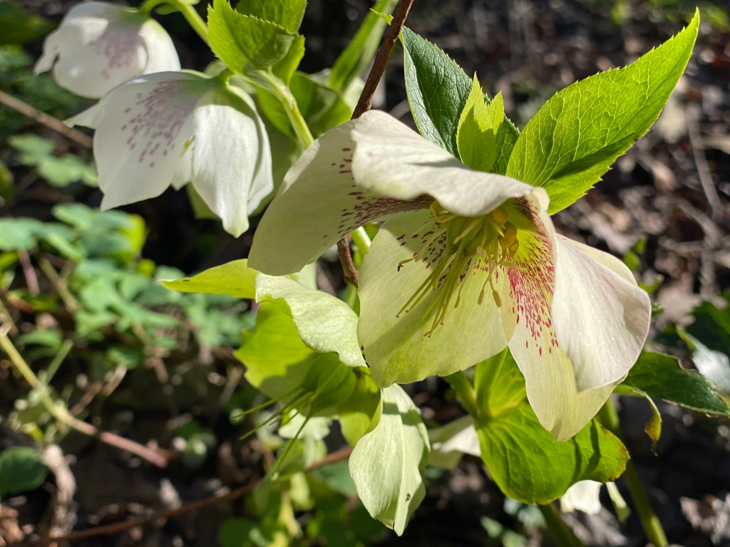 Hellebores - up close