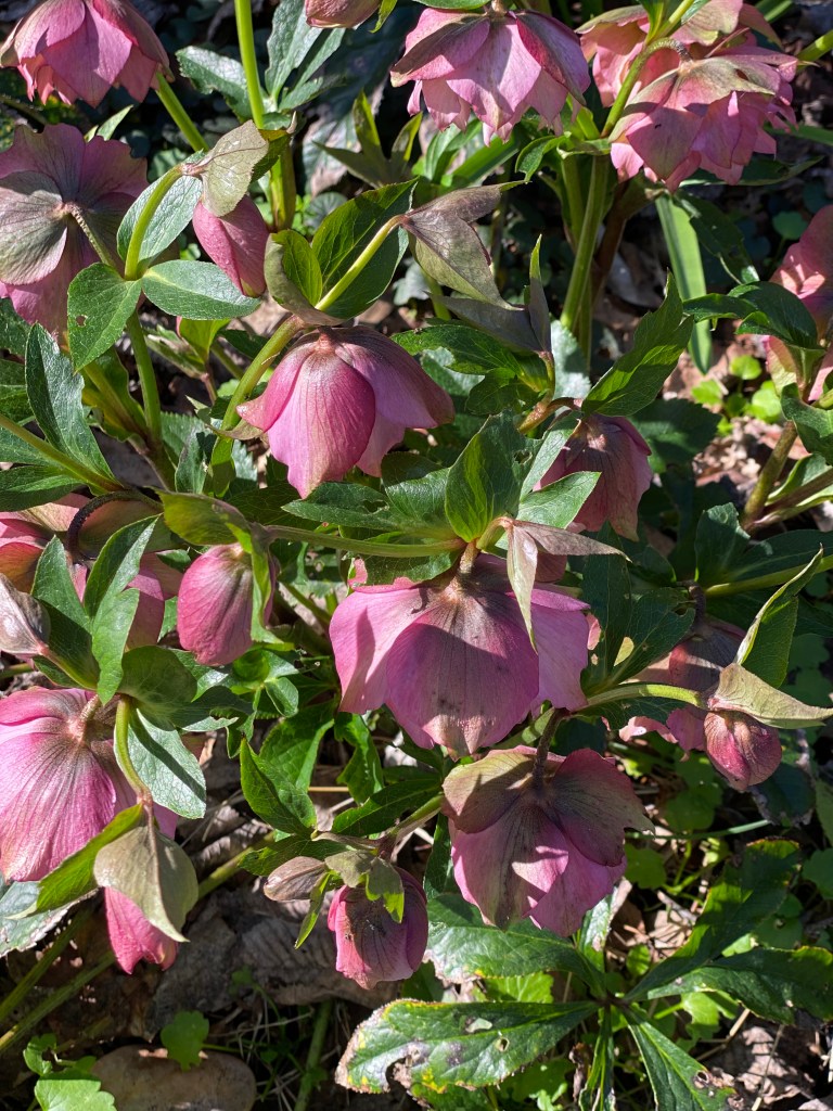 Hellebores - dusty pink