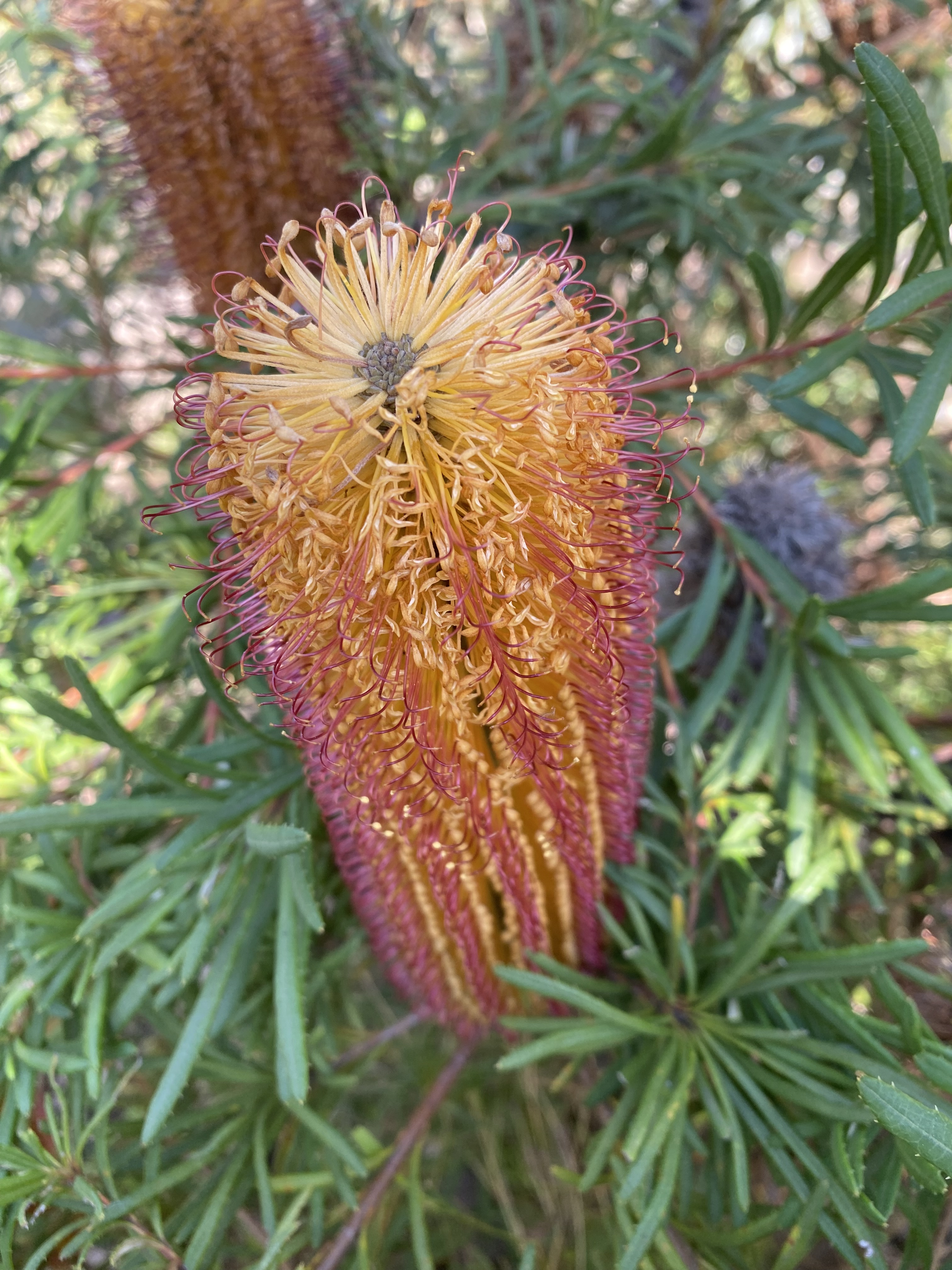 Banksia spinulosa
