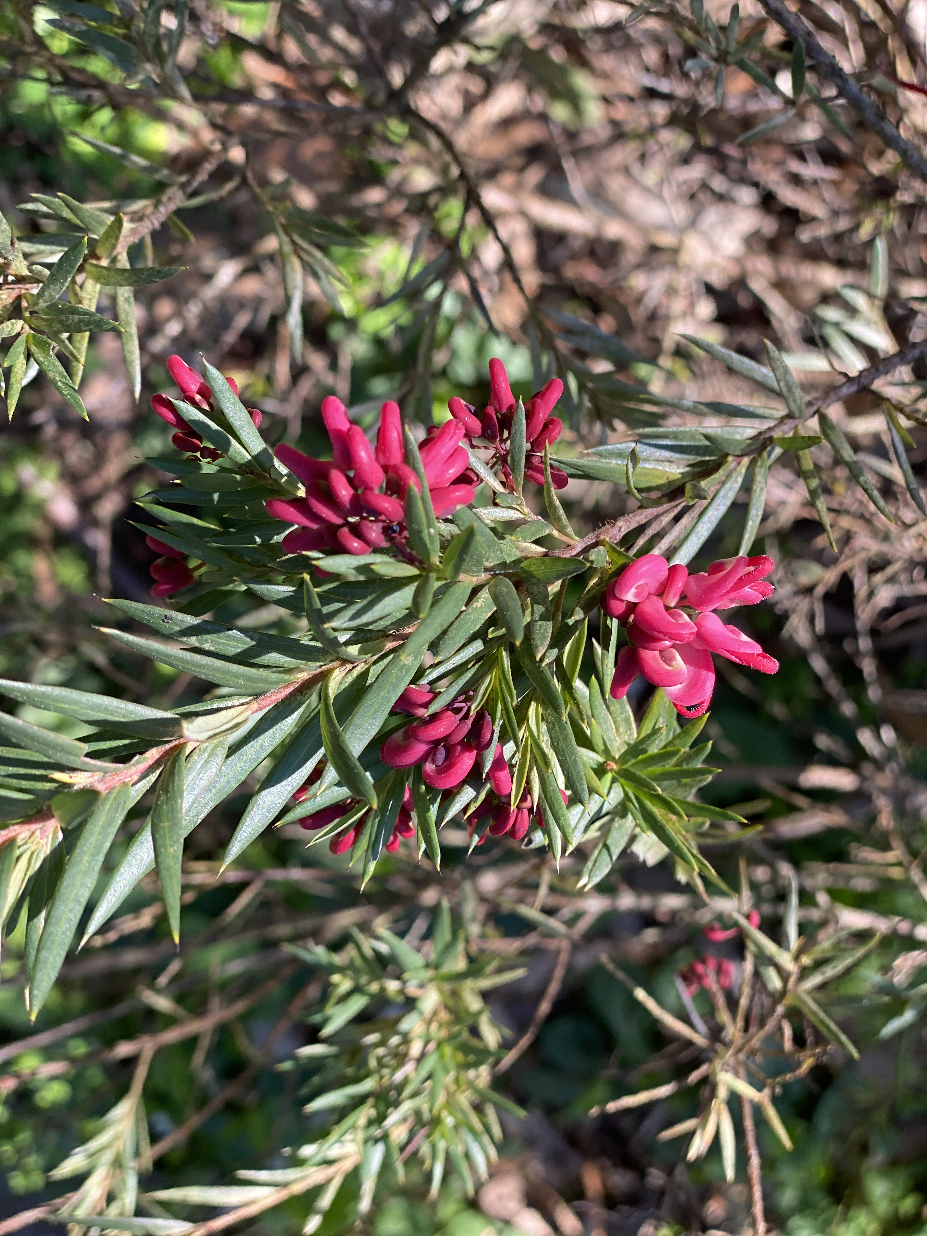 Grevillea juniperina