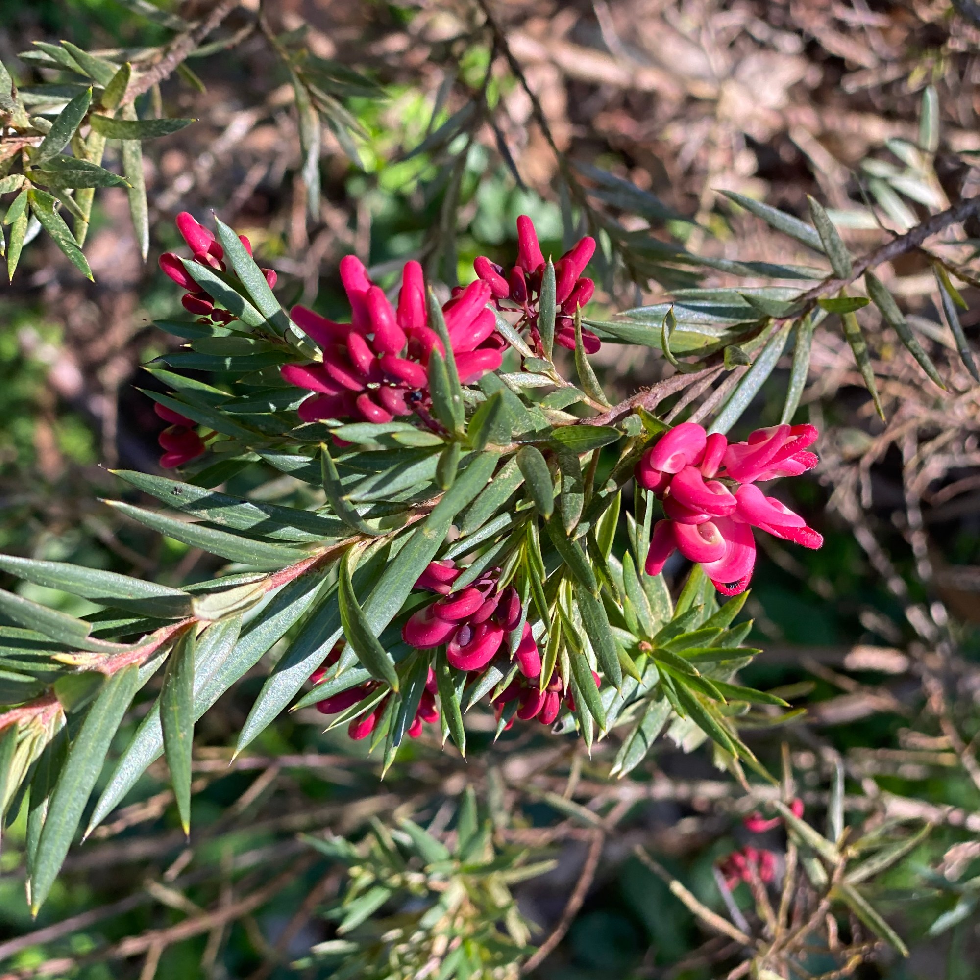 Grevillea juniperina