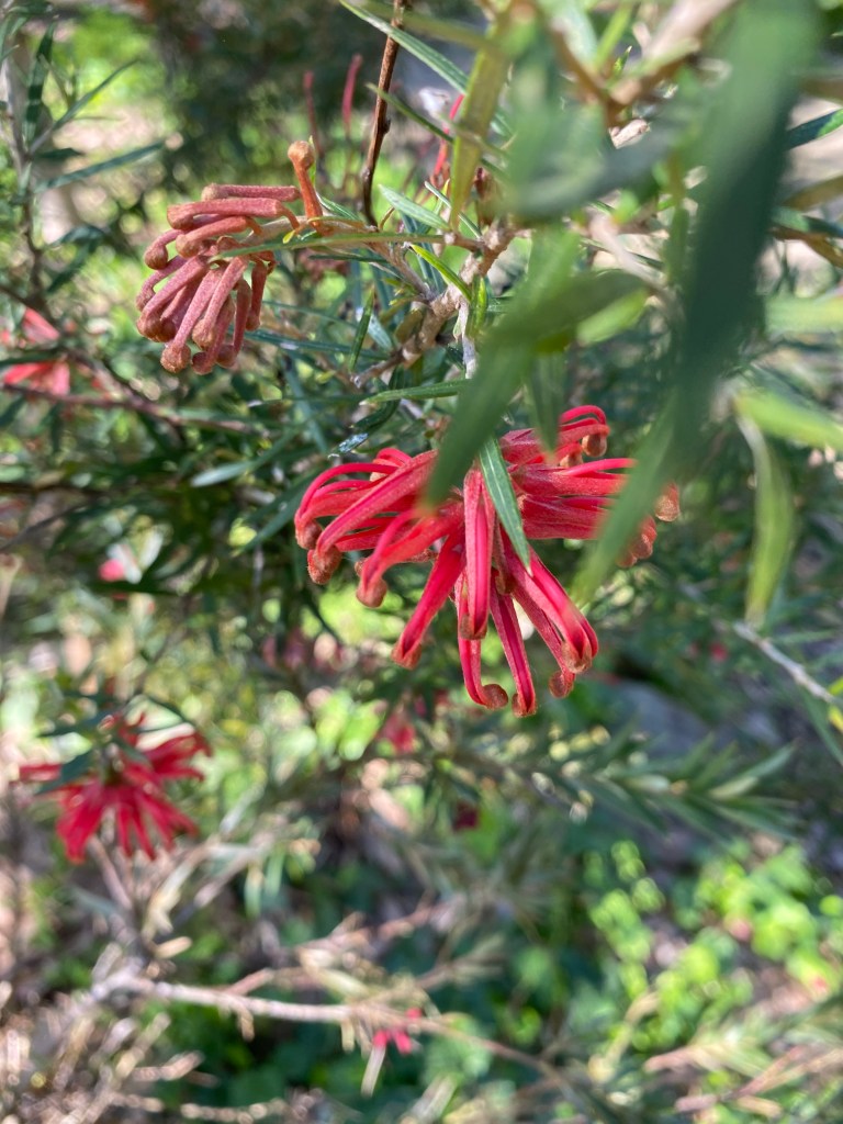 Grevillea juniperina
