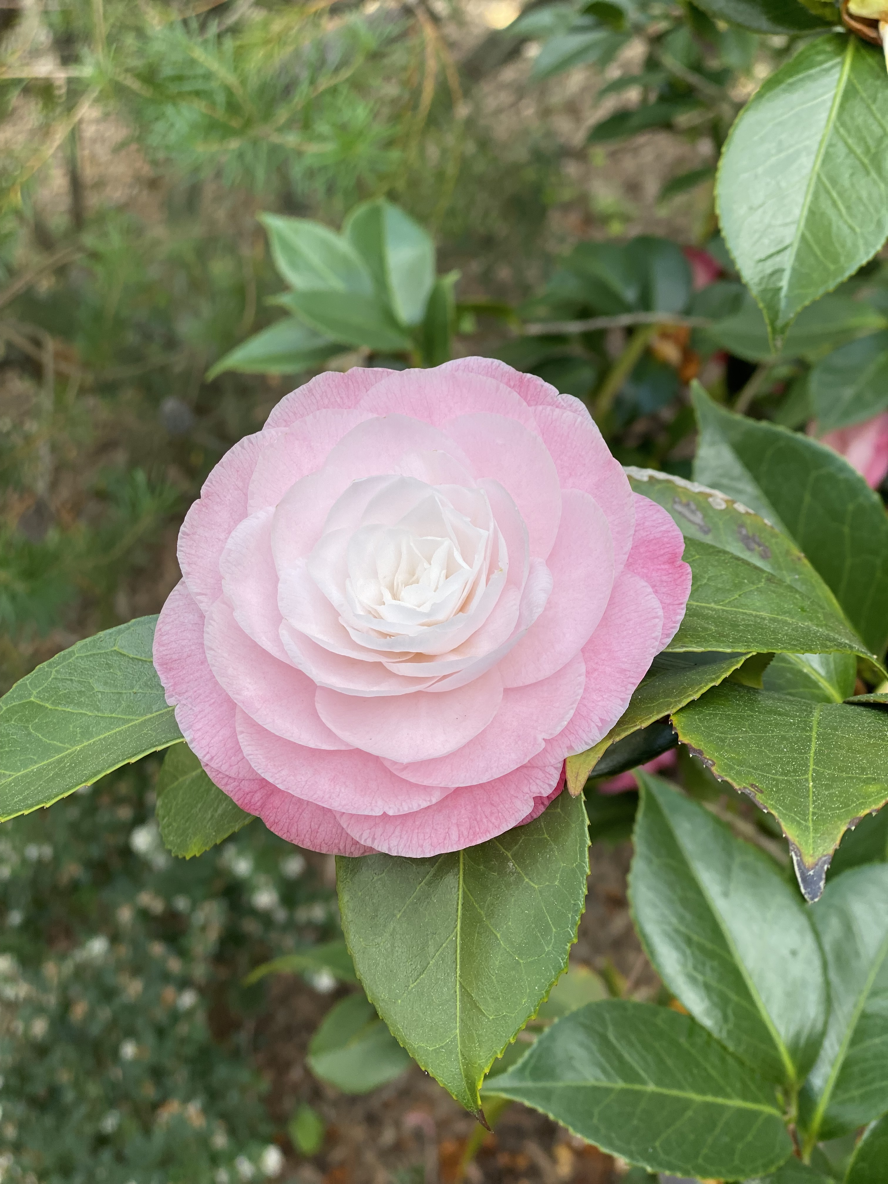 Camillia - dusty pink, always the first to flower.