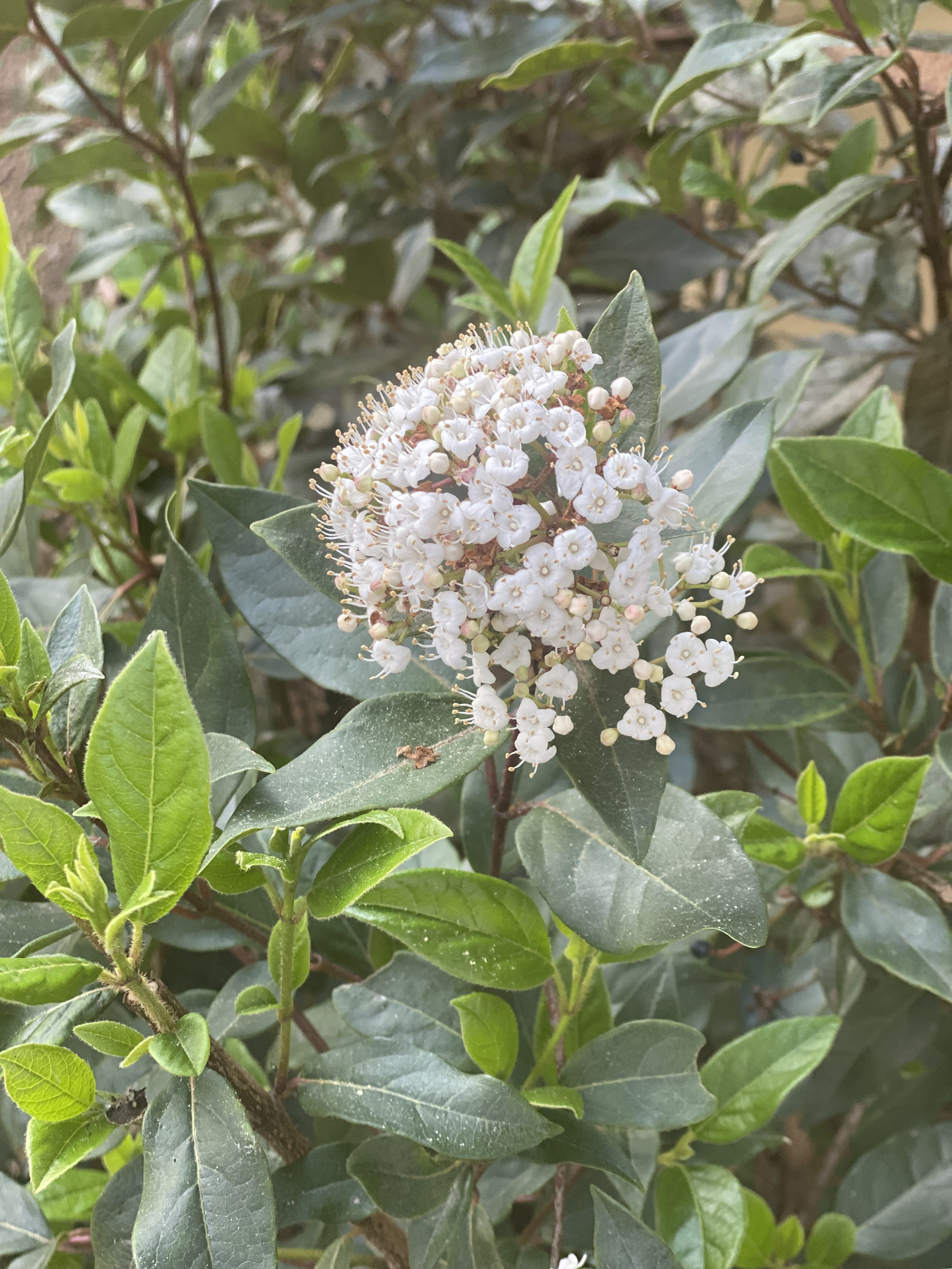 Viburnum tinus laurustinus
