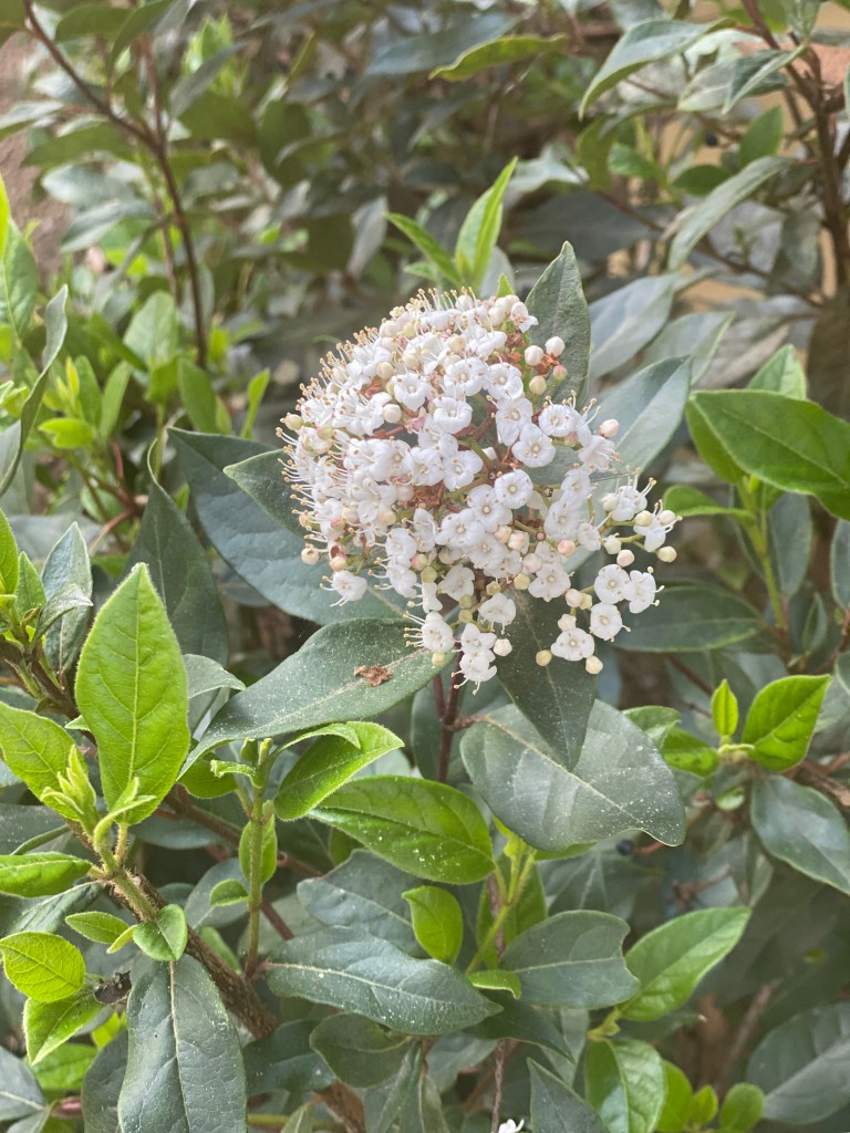 Viburnum tinus laurustinus