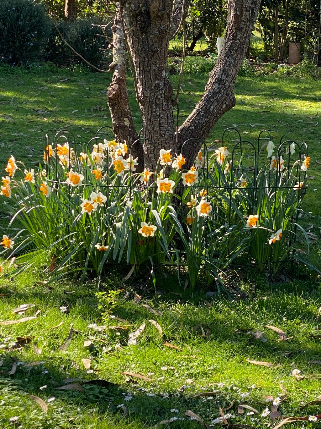 Daffodils