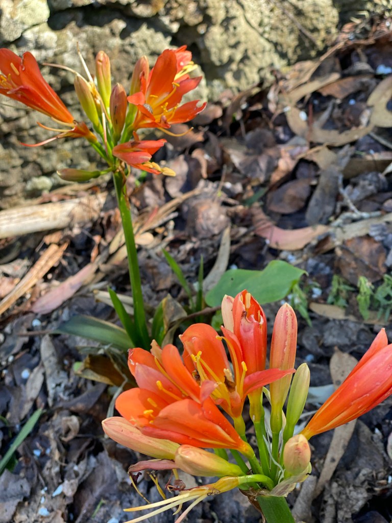 Clivia miniatas