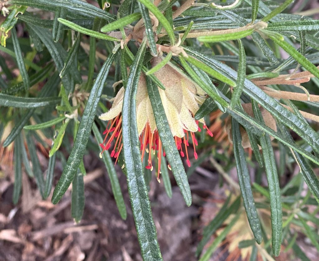 Diplolaena angustifolia ‘Yanchep Rose’