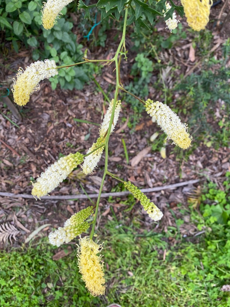 Grevillea flexuosa