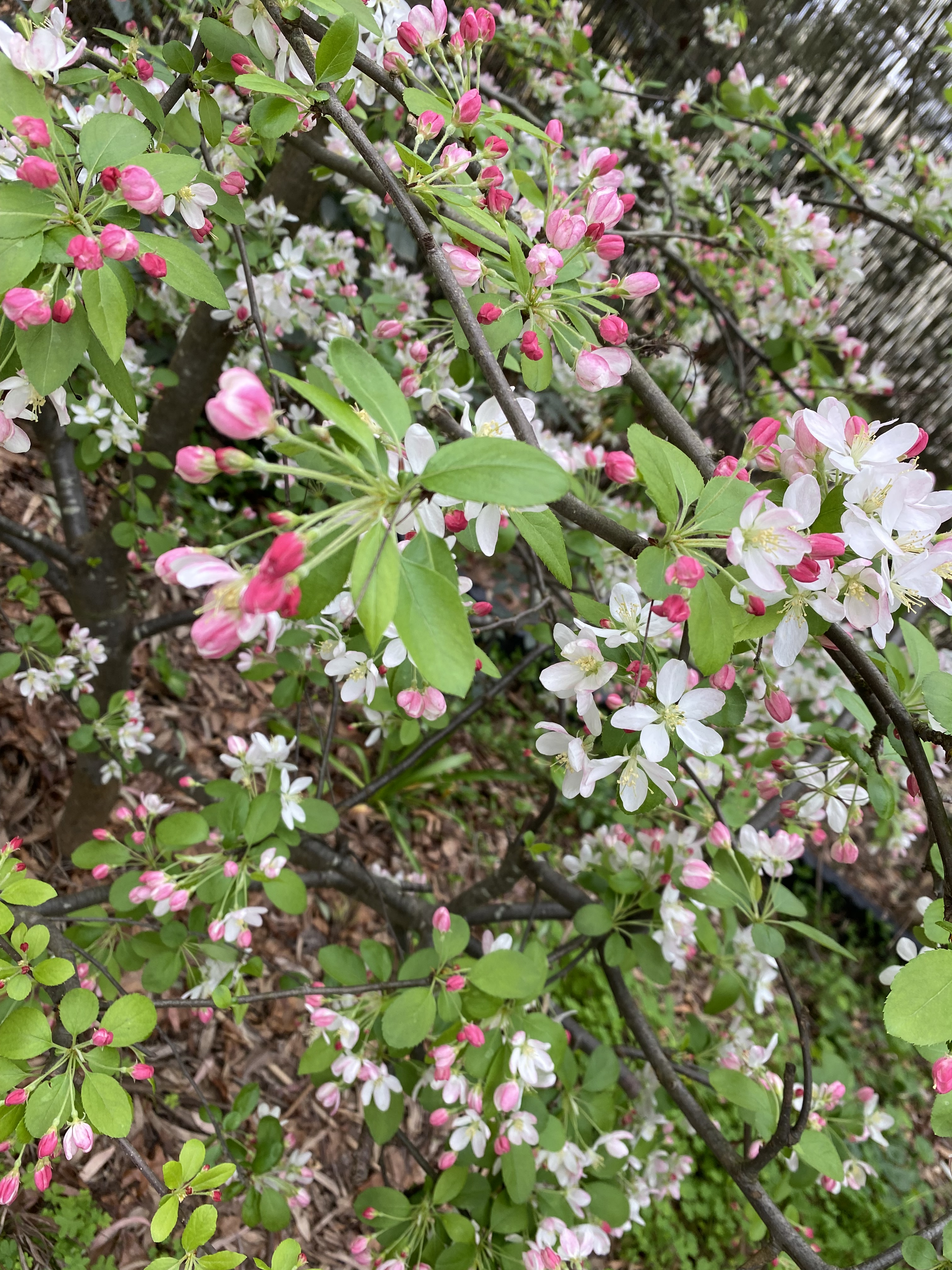 Malus 'White Cascade' - Crab Apple Blossom