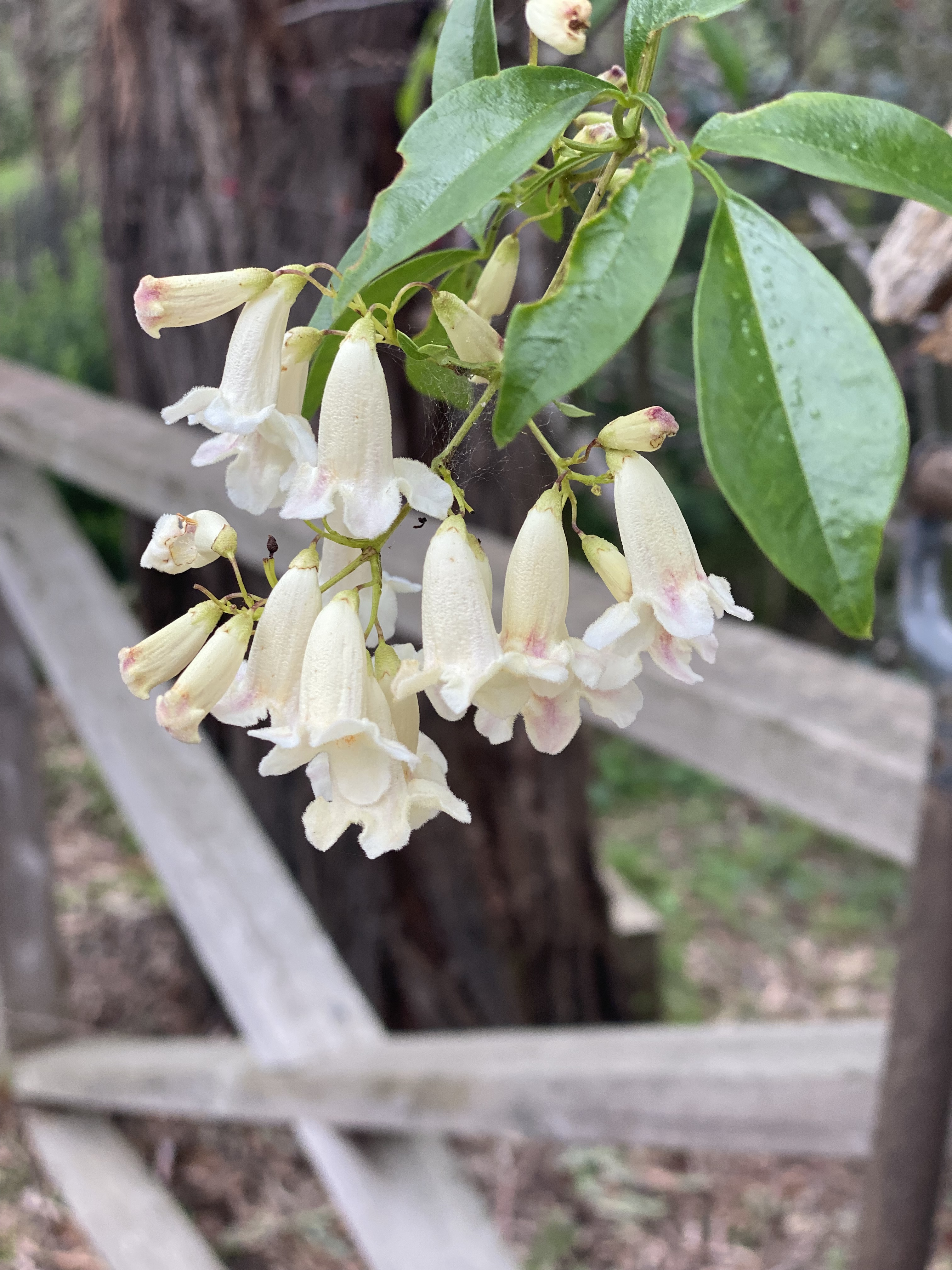 Pandorea pandorana - cream climber
