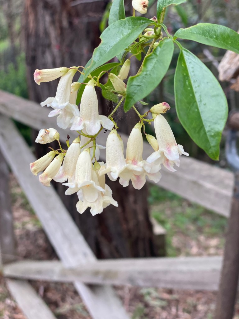 Pandorea pandorana - cream climber