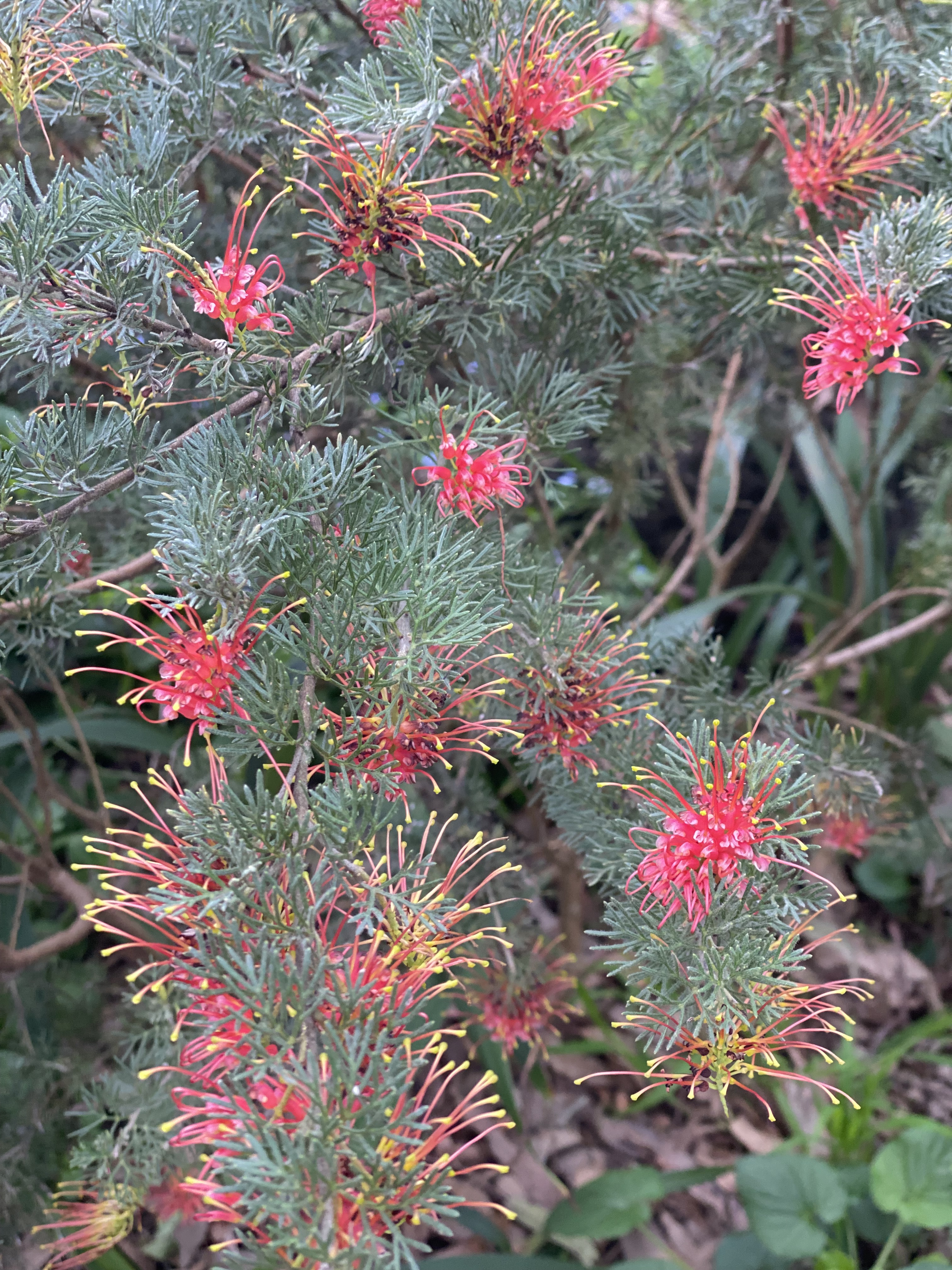Grevillea olivacea Red