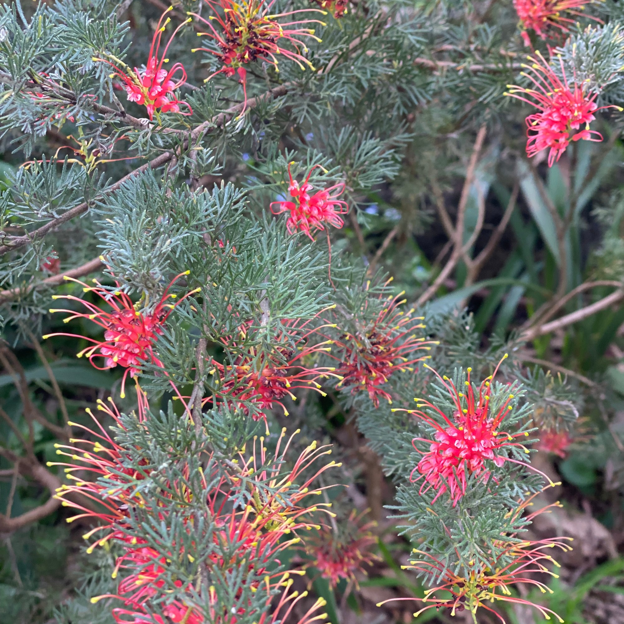 Grevillea olivacea Red