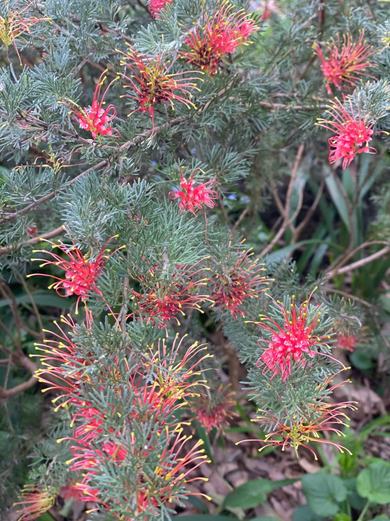 Grevillea olivacea Red