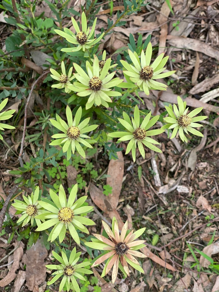 Leucadendron salignum