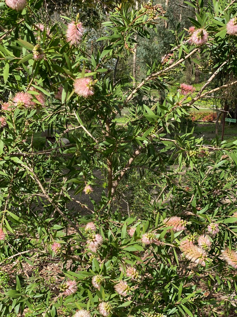 Callistemon - Pink Champagne Bush