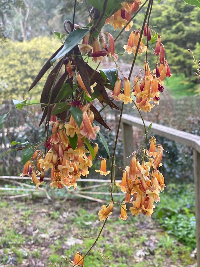 Pandorea pandorana - Peach Climber