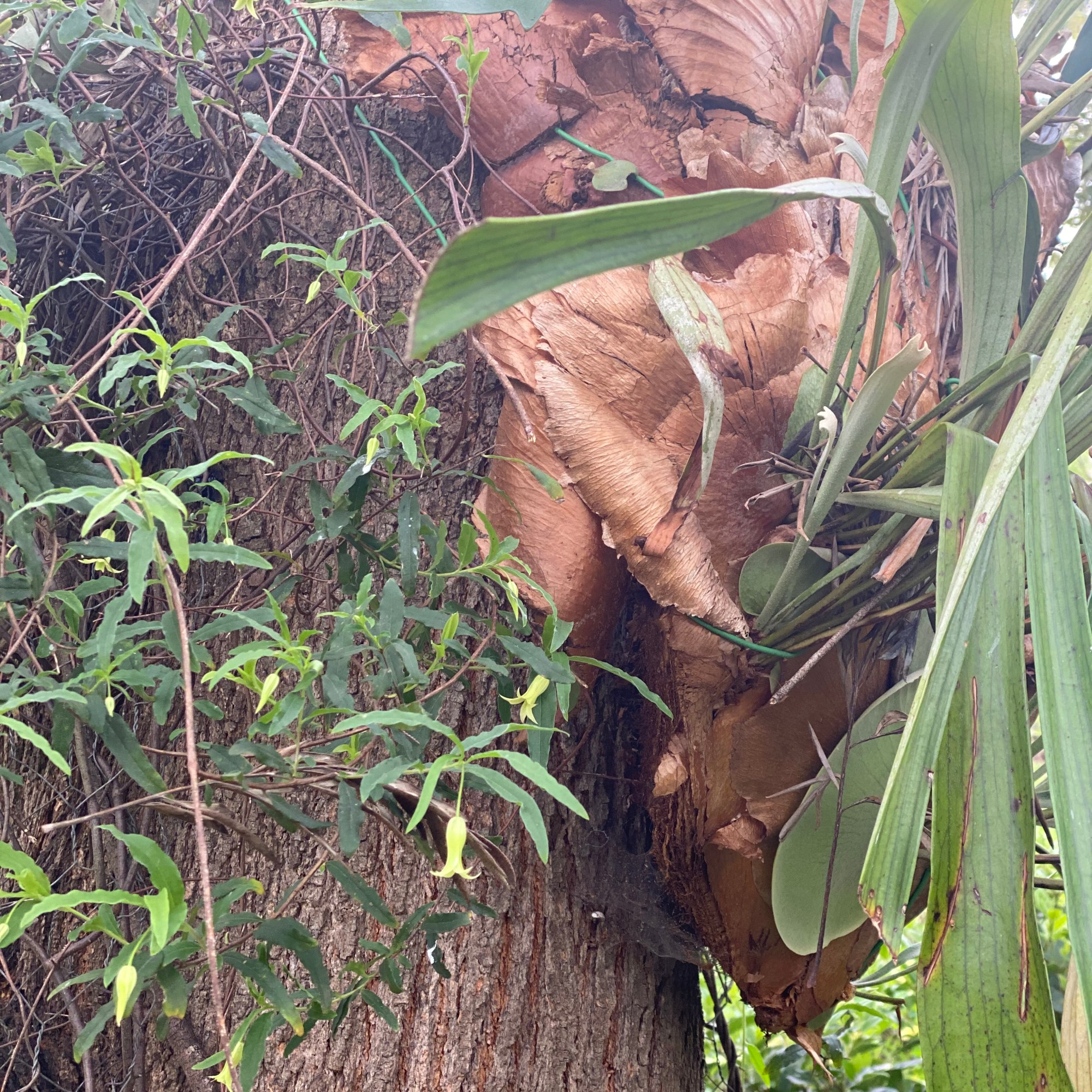 Staghorn Fern or Elk Fern