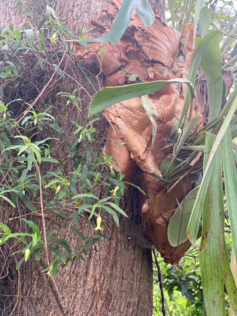 Staghorn Fern or Elk Fern