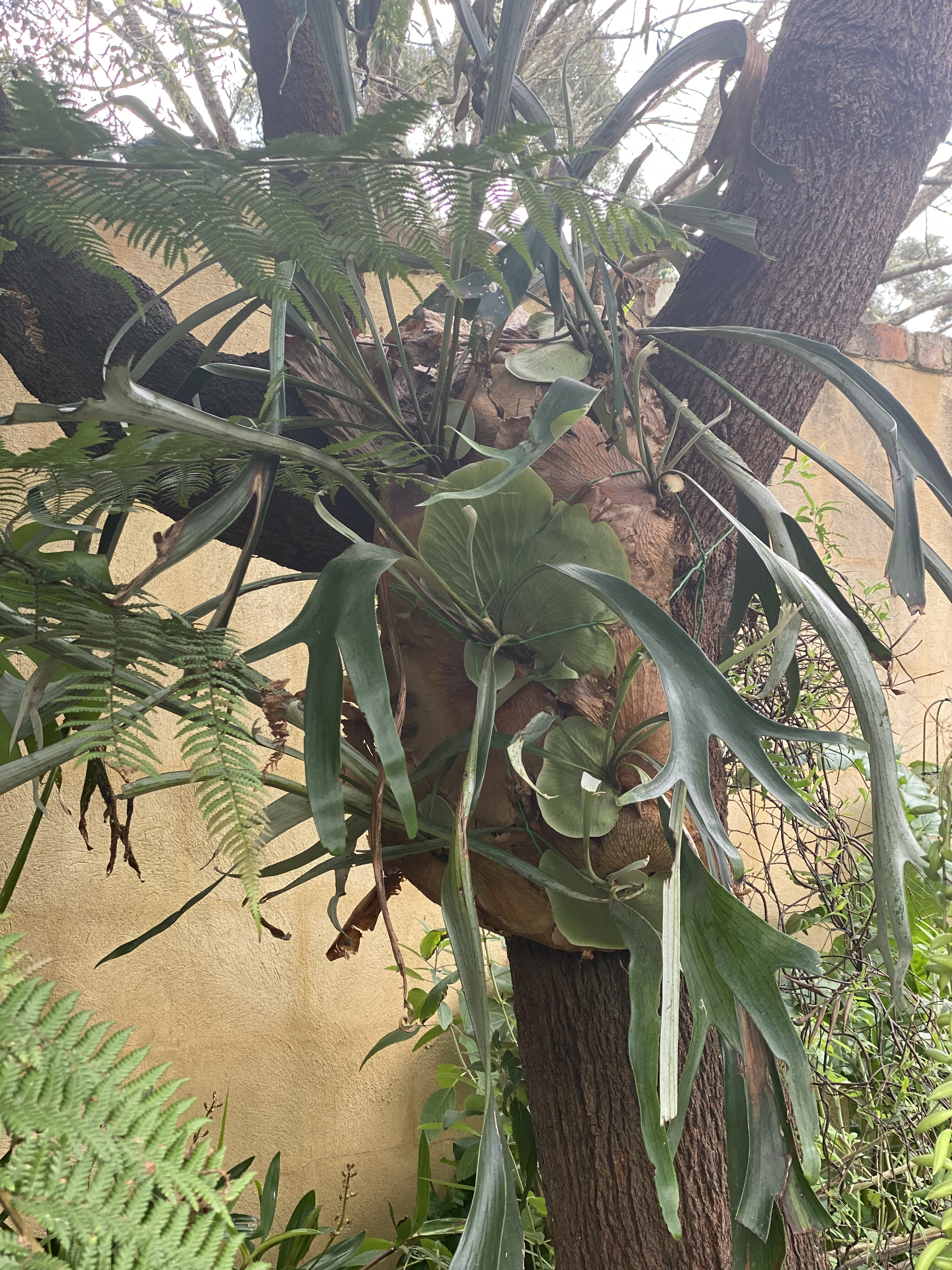 Staghorn Fern or Elk Fern