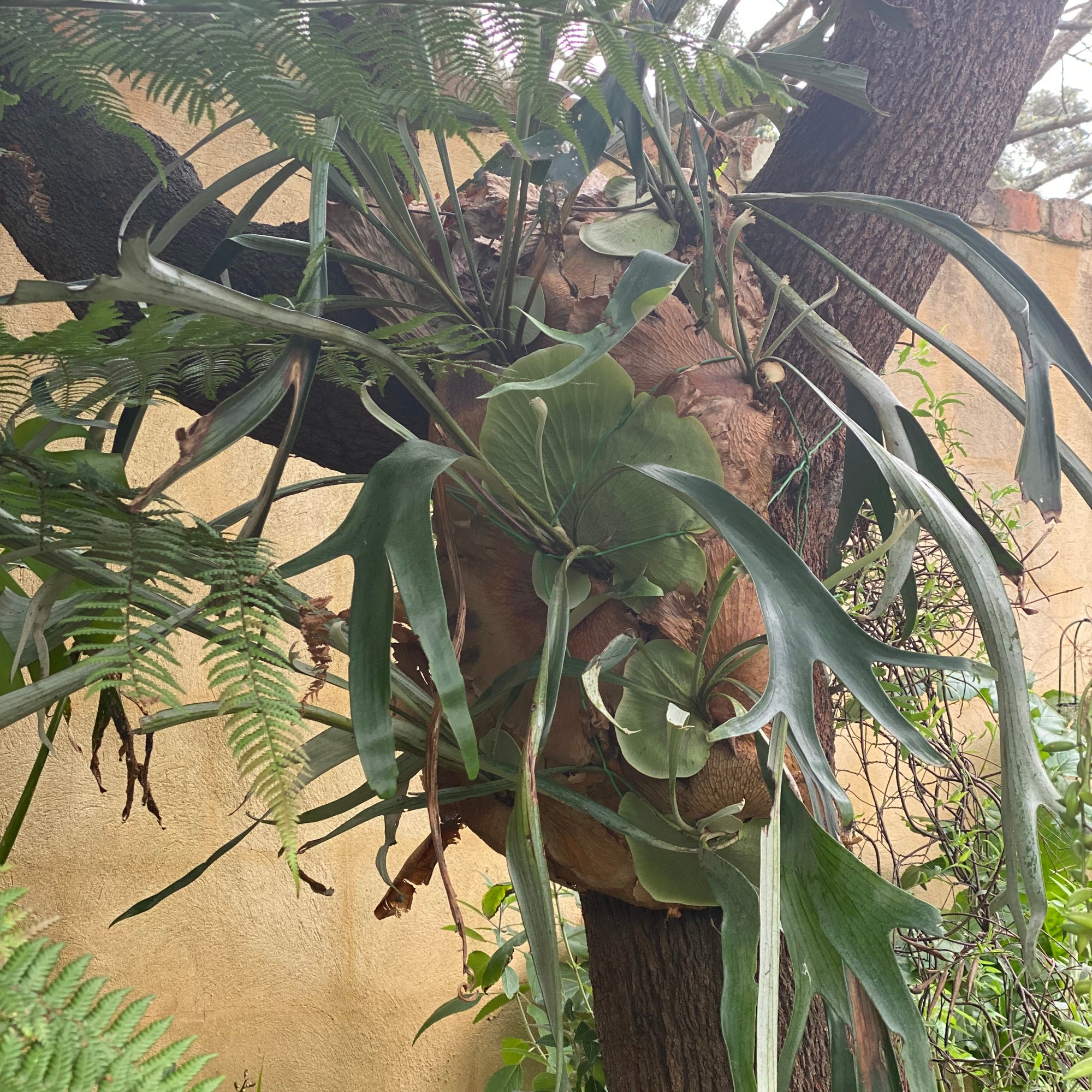 Hakea - Burrendong Beauty