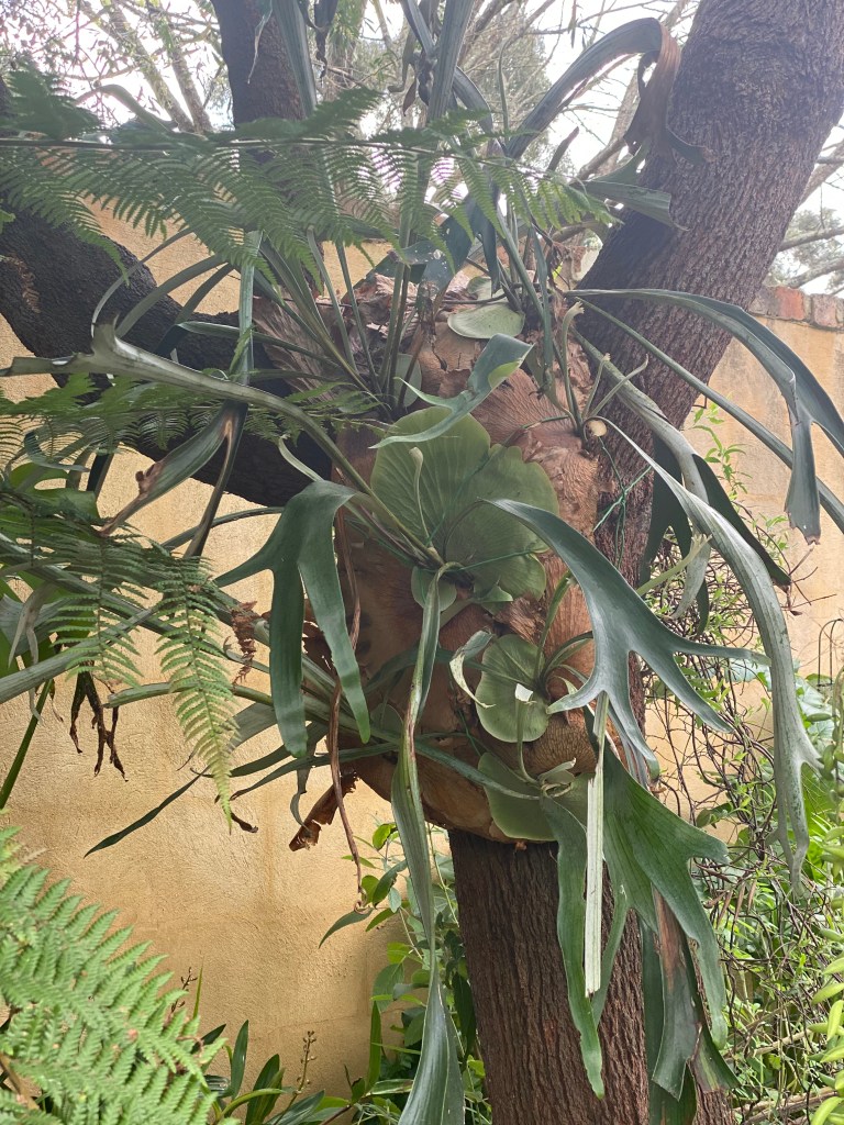Hakea - Burrendong Beauty