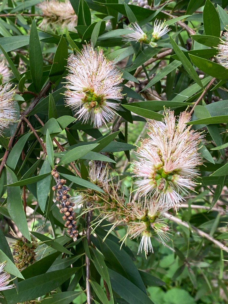 Callistemon - Snow Burst