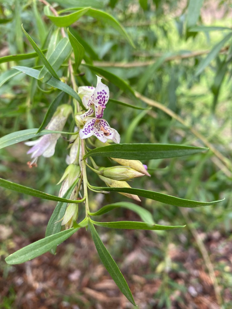 Eremophila maculata - Spotted Emu Bush