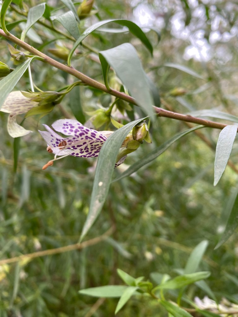 Eremophila maculata - Spotted Emu Bush