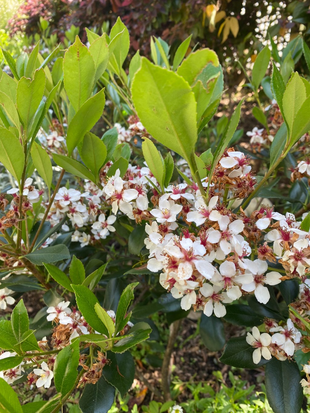Spring at the Lane with ferns and&nbsp;natives!
