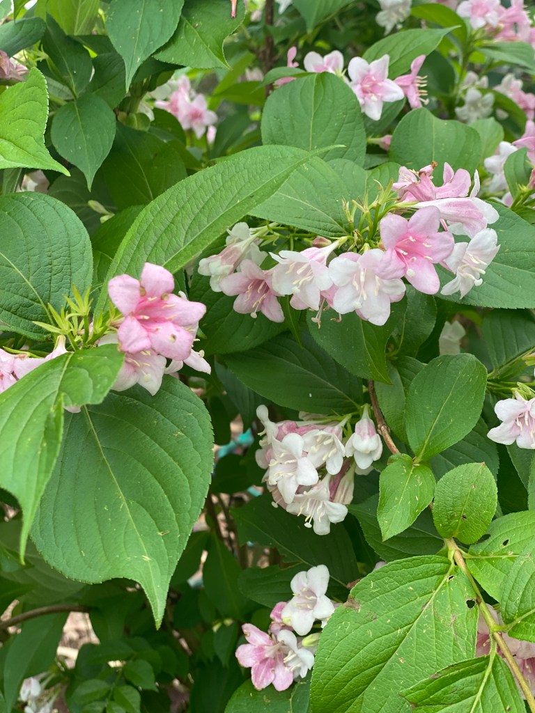 Weigela - Strawberries and Cream Flowering Plant