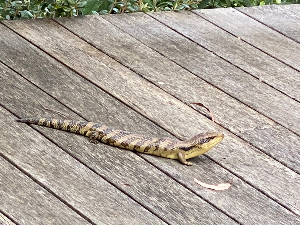 Blue Tongue Lizard