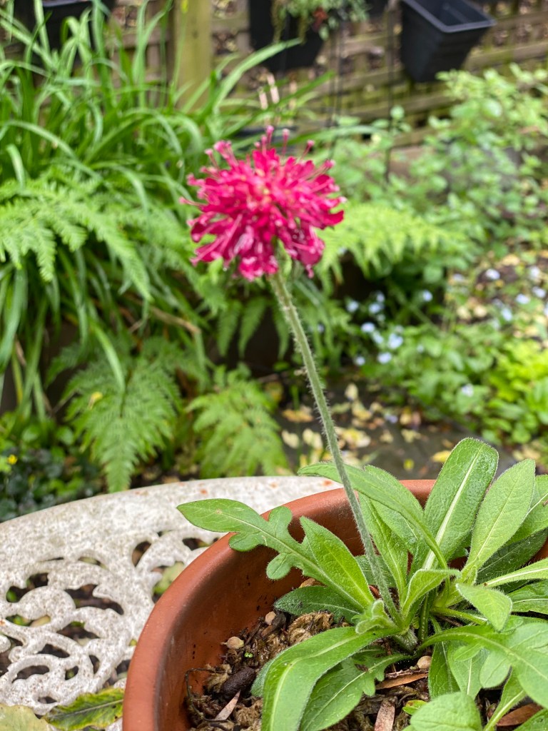 Knautia macedonica ‘Red Knight’