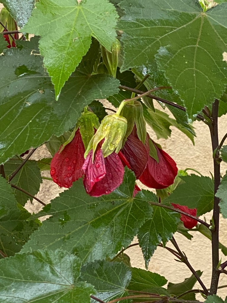 Abutilon - Red